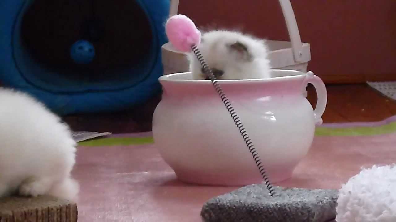 RAMBUNCTIOUS 6 WEEK OLD FLAME POINT MALE HIMALAYAN KITTENS PLAYING.MP4