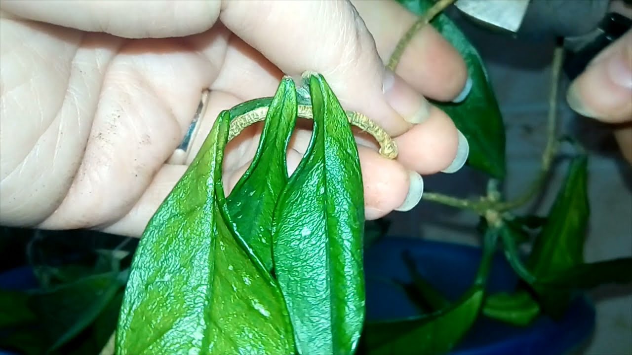 Voskovka (Hoya Australis) - Záchrana rostliny ve špatném stavu