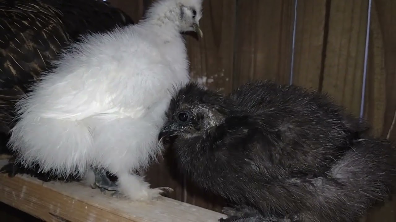 Baby Silkie Chicks roost with Mama Hen for the first time!! 🐥🐥❤️