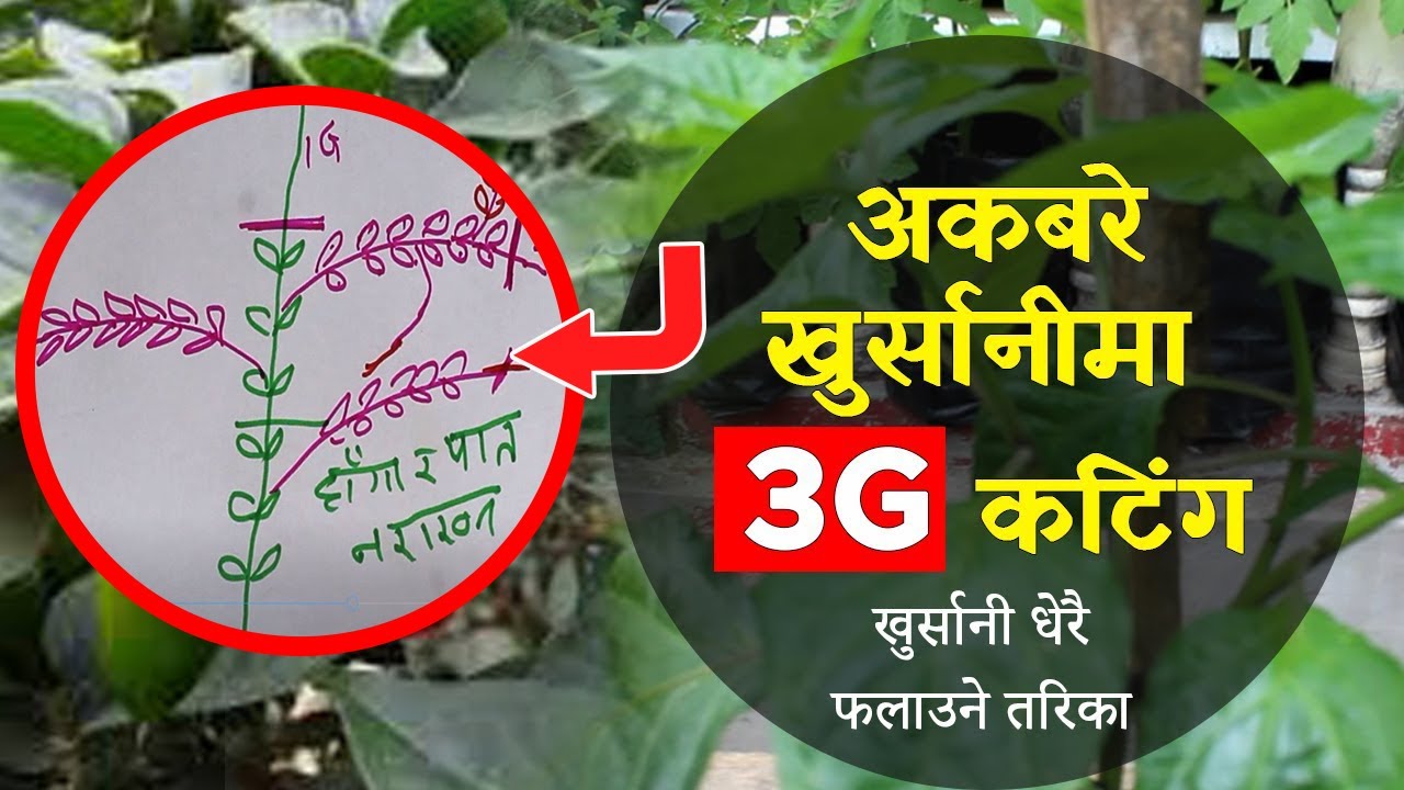 Become an Expert in 3G Cutting with These Hidden Chilli Plant Secrets | Akabare 3G (part 2)