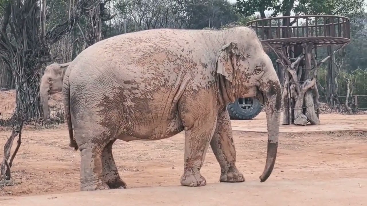 Oregon Zoo Baby Elephant Tula -Tu Has First Outdoor Walking With Mom #animals #elephant @oregonzoo