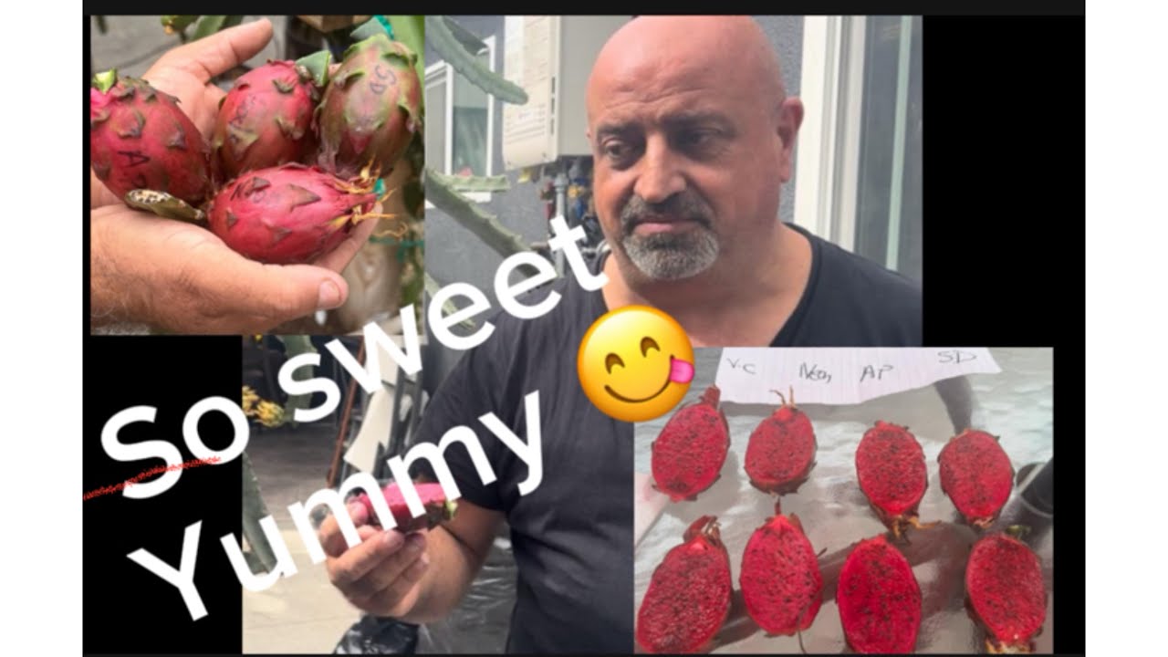 Sweetest Dragon fruit look similar ￼