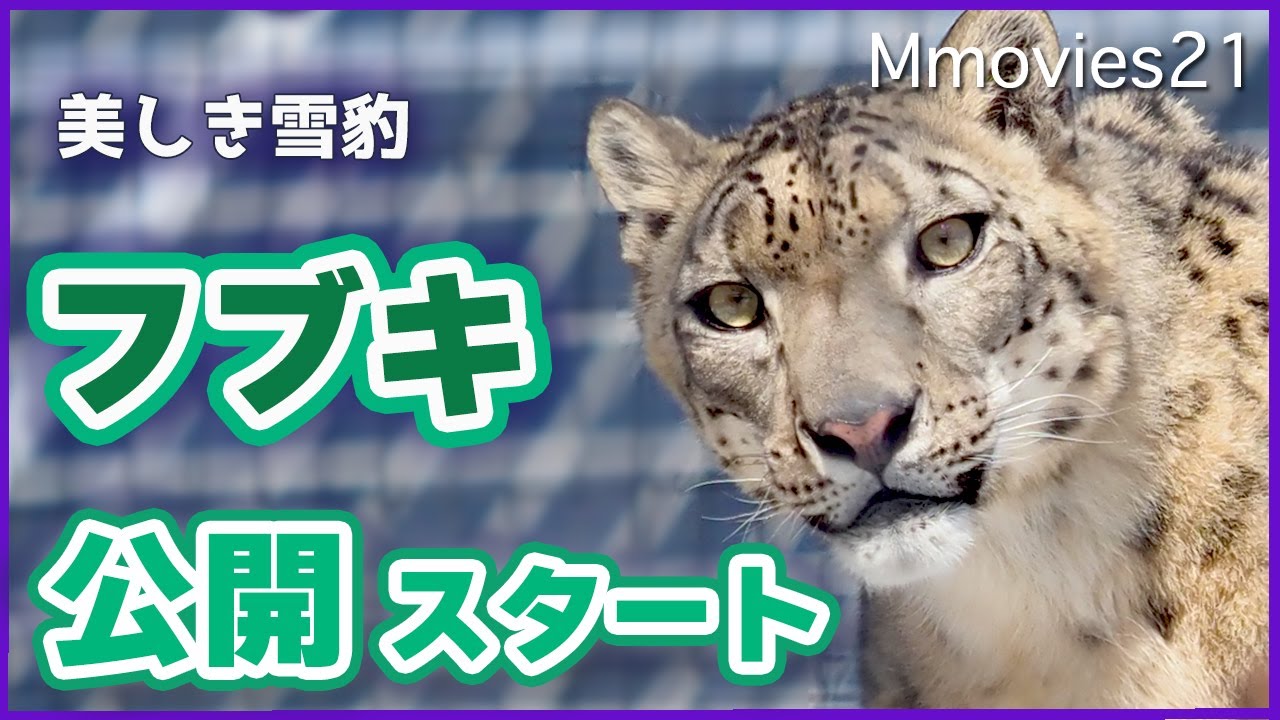ユキヒョウ公開初日フブキ堂々登場！シジムと対面見せた牙〜円山動物園生活スタート〜Snow Leopards at Maruyama Zoo