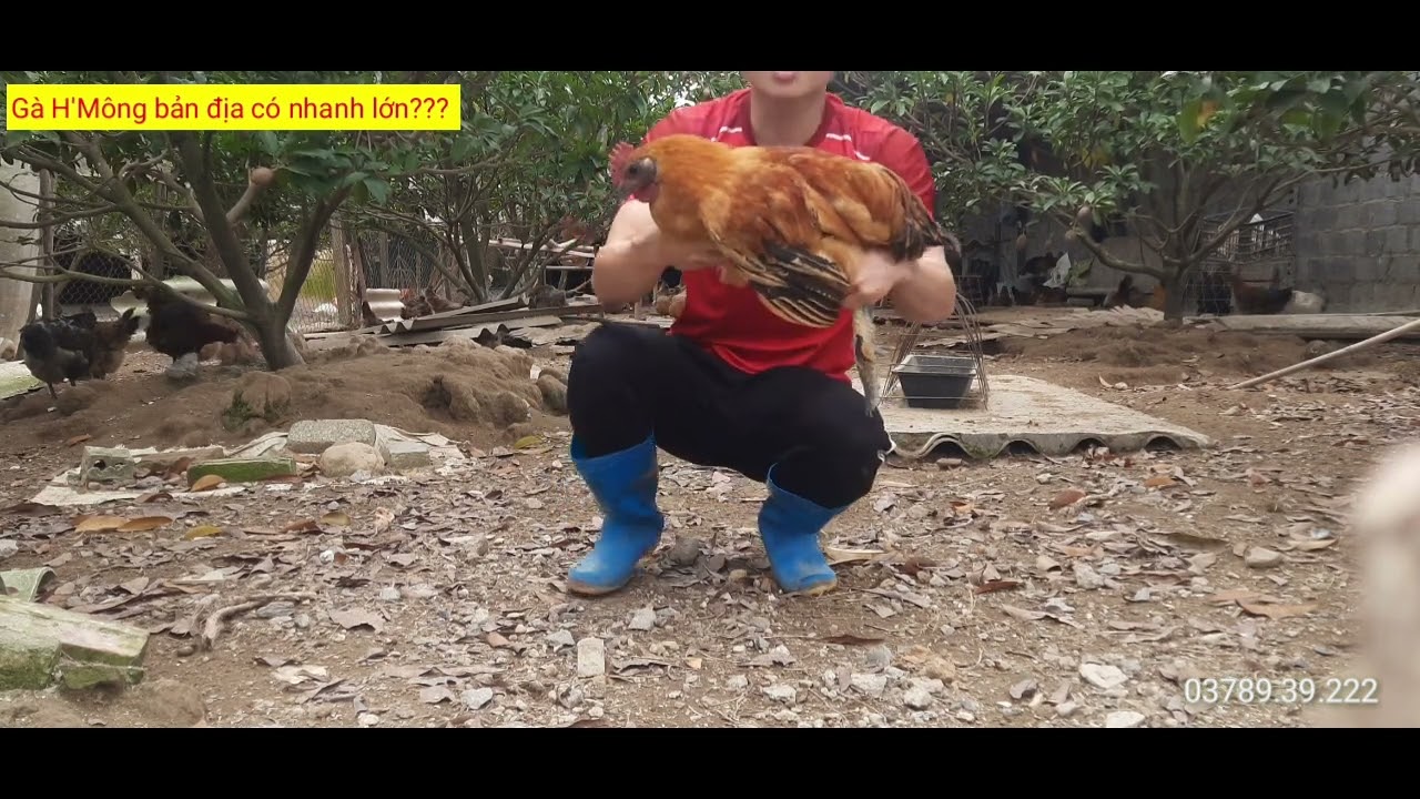 03. GÀ H'MÔNG BẢN ĐỊA CÓ NHANH LỚN VÀ NUÔI CÓ DỄ?