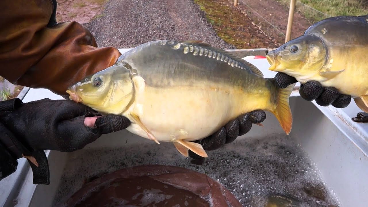 RHFisheries Carp - Super Freaks For Sale!