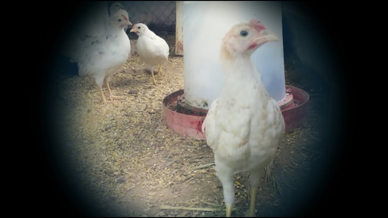 Rata roba huevos | Pollitos en crecimiento