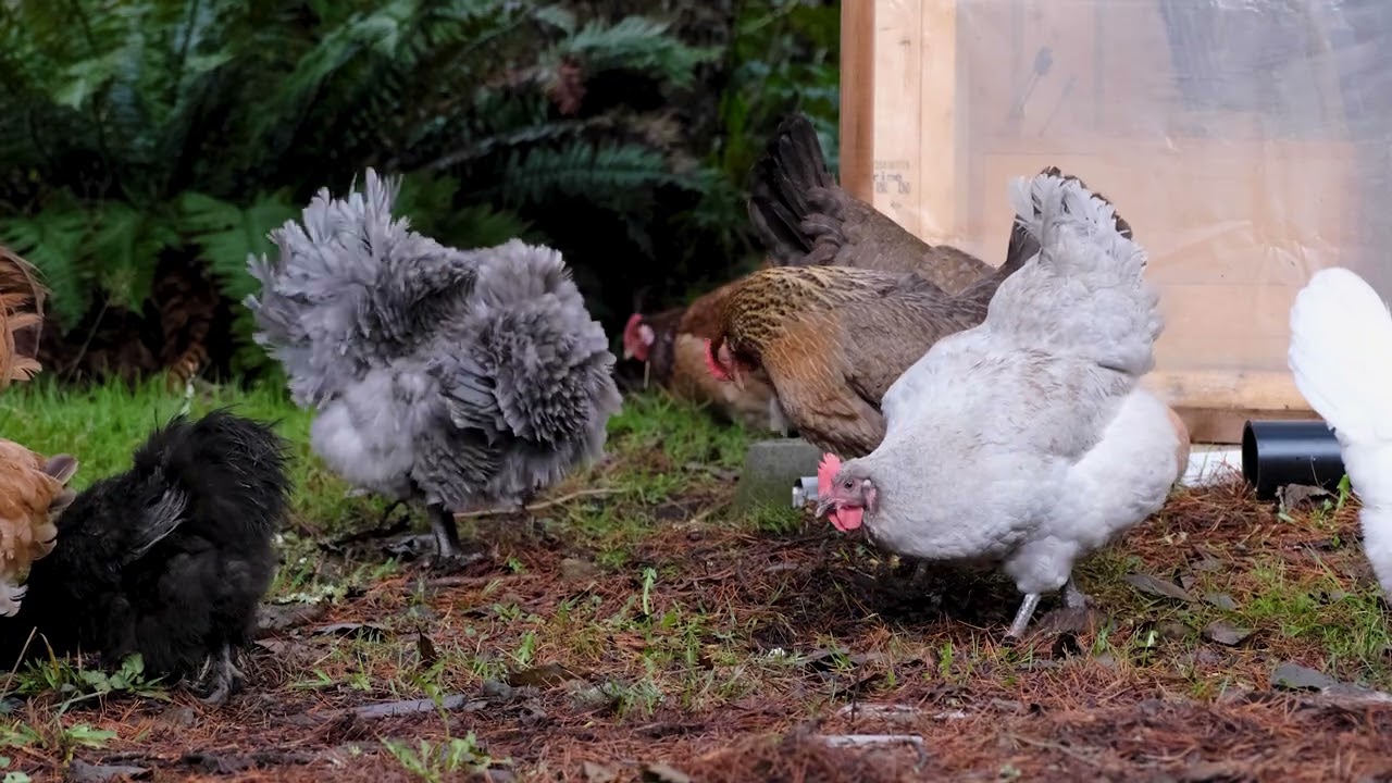 Backyard Happy Chicken Footage | Chicken TV