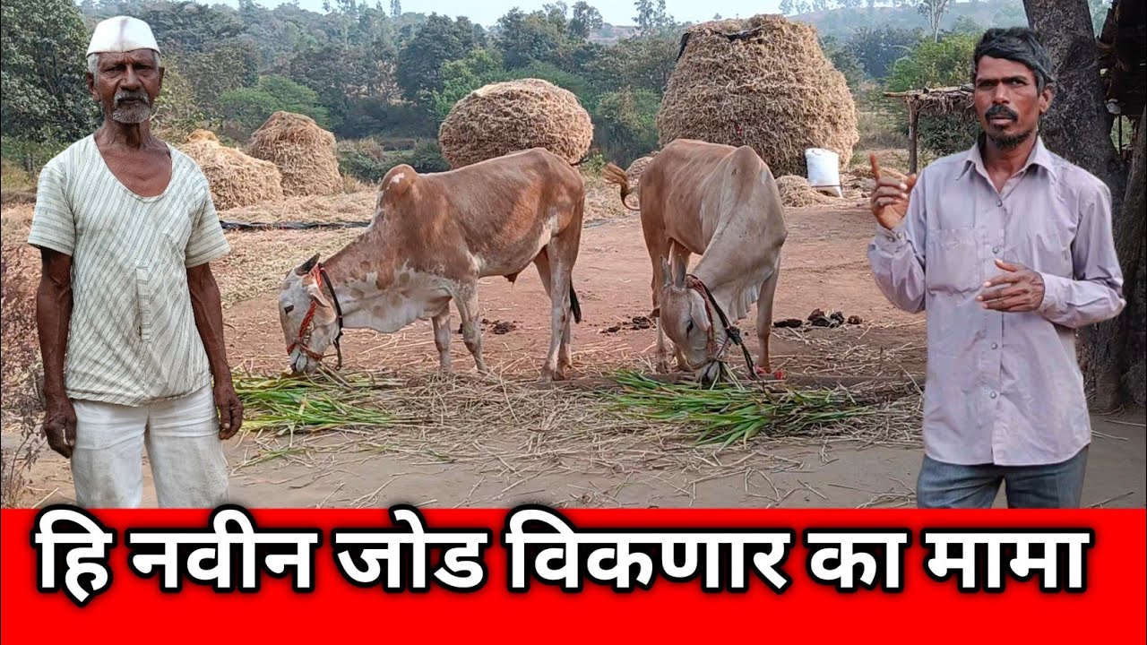 हि नवीन जोड विकणार का मामा/ram aditya marathi blog 