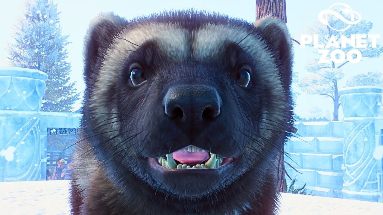 Breeding Baby Wolverines in our Festive Winter Zoo