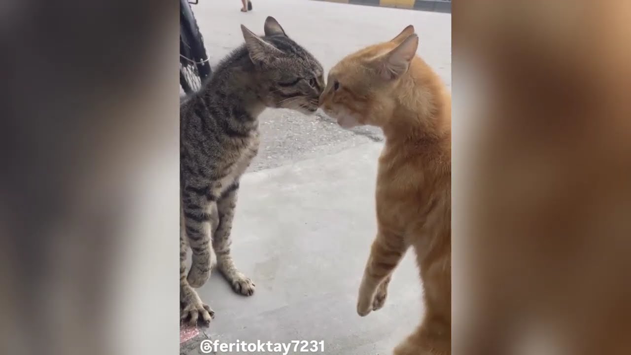 Cat cat video funny movement video 