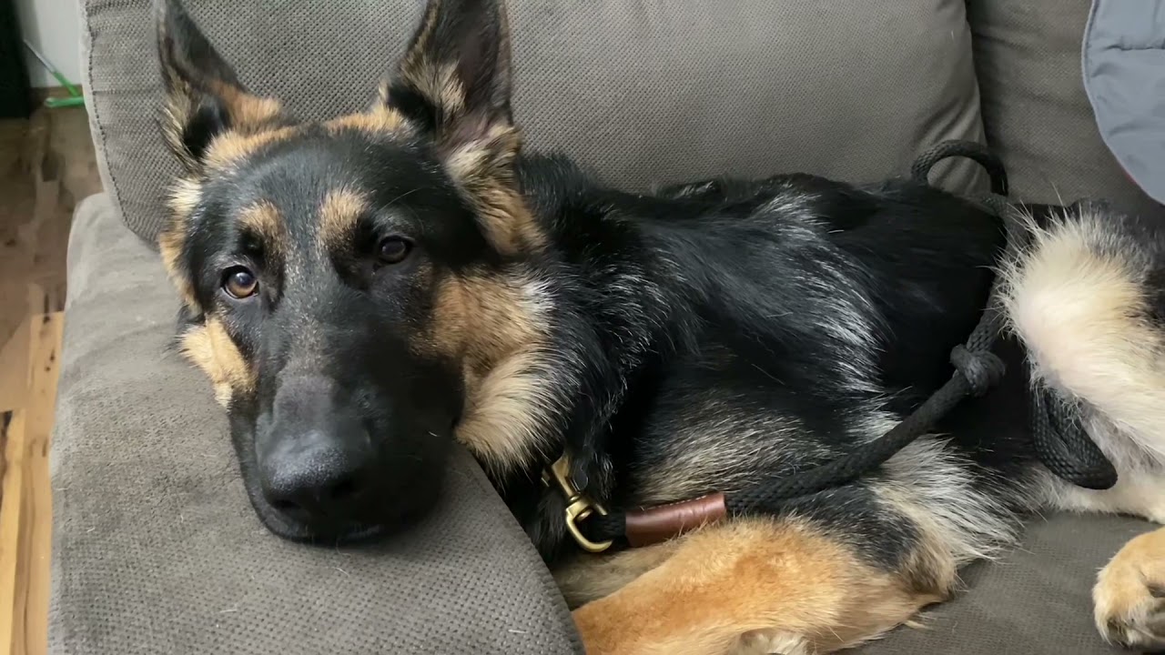 Behaviors that have CHANGED in my 10 month old German Shepherd PUPPY