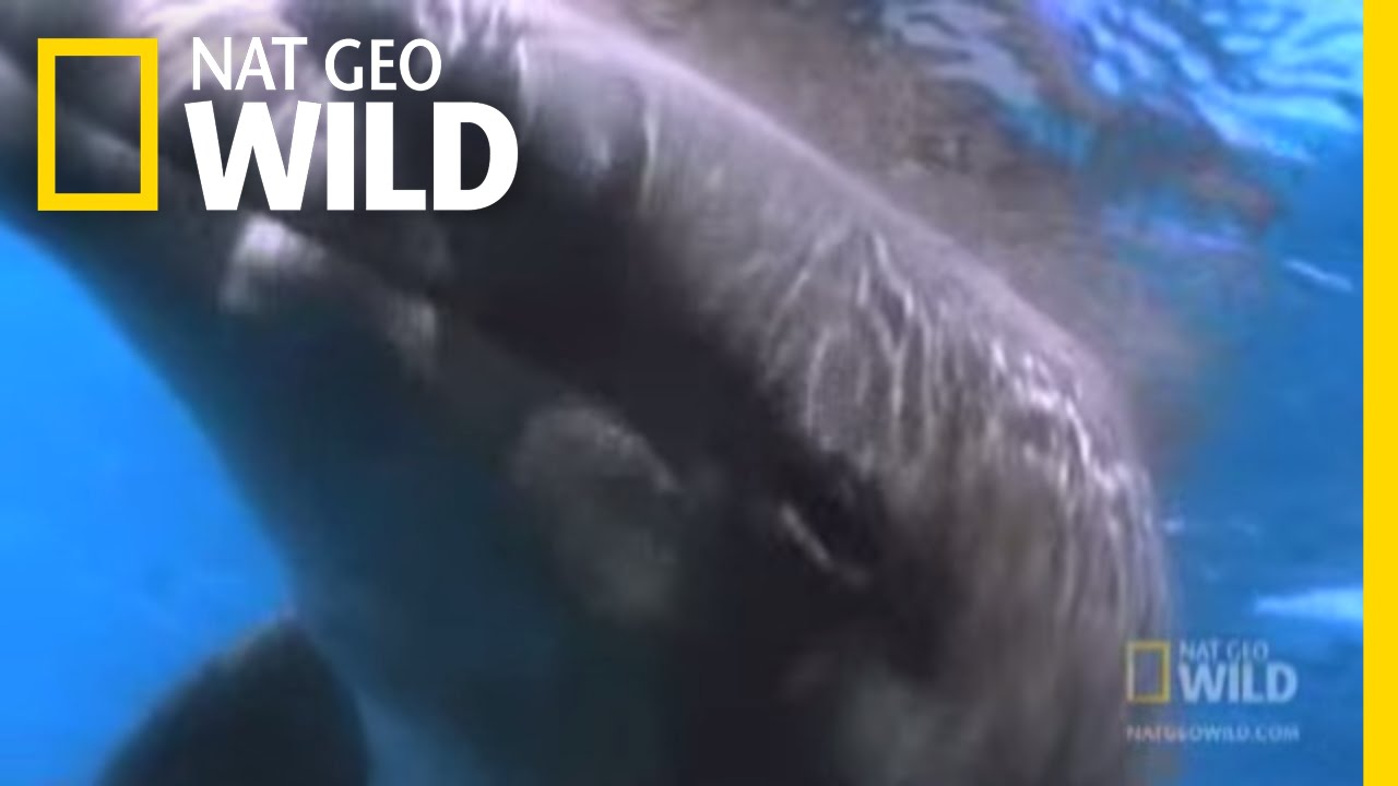 The Dark Side of Dolphins | Nat Geo Wild