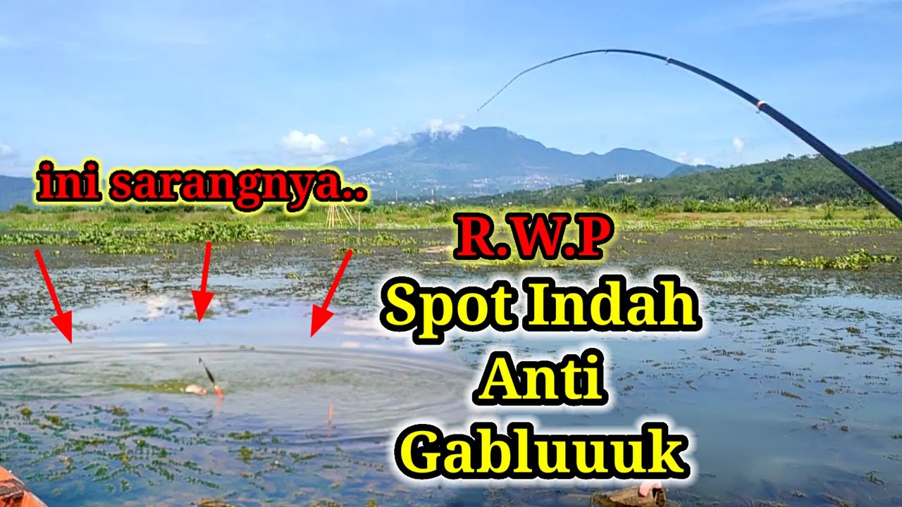 IKAN MELIMPAH || Spot MANCING Terkini RAWA PENING ❗#pancingamoh