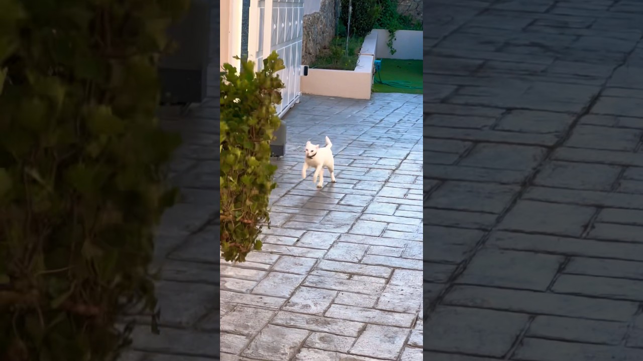 It's windy today 😅😂 #story #cat #petsarefamily #cute #funny #catsfamily #kitten #love