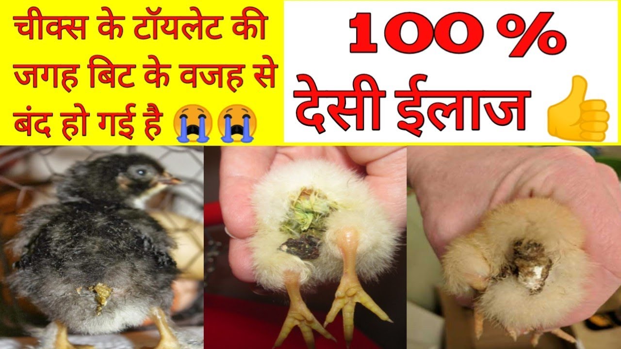 78, Gavran poultry farm maharashtra, gavran kukut palan, desi murgi farm, desi murgi palan, dp cross