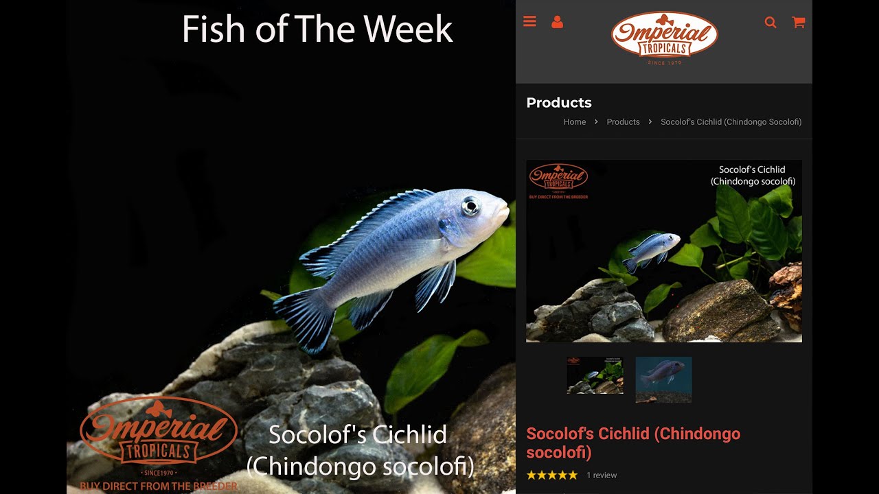 Socolof's Cichlid (Chindongo socolofi) 