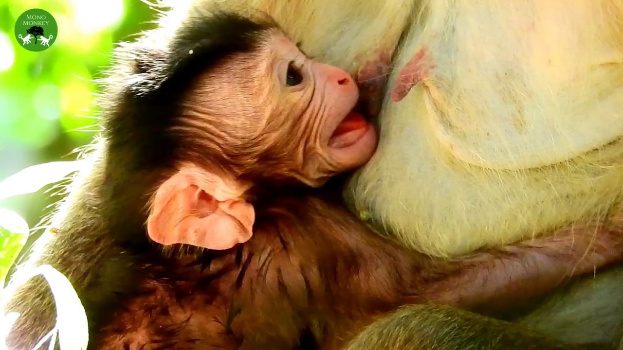 New Baby Monkey Make Strange Sound Loudly ST1643 Mono Monkey