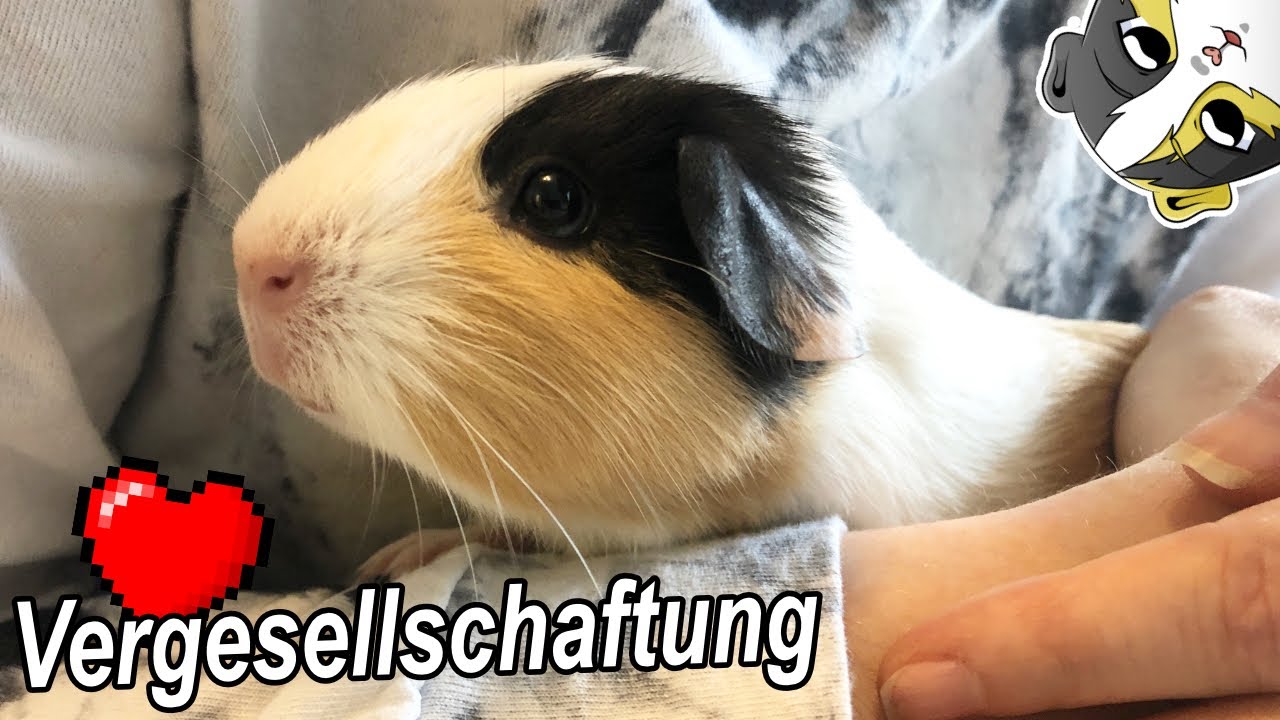 NEUES Banana Männchen trifft auf die ANDEREN Meerschweinchen / Vergesellschaftung | Die Meeries