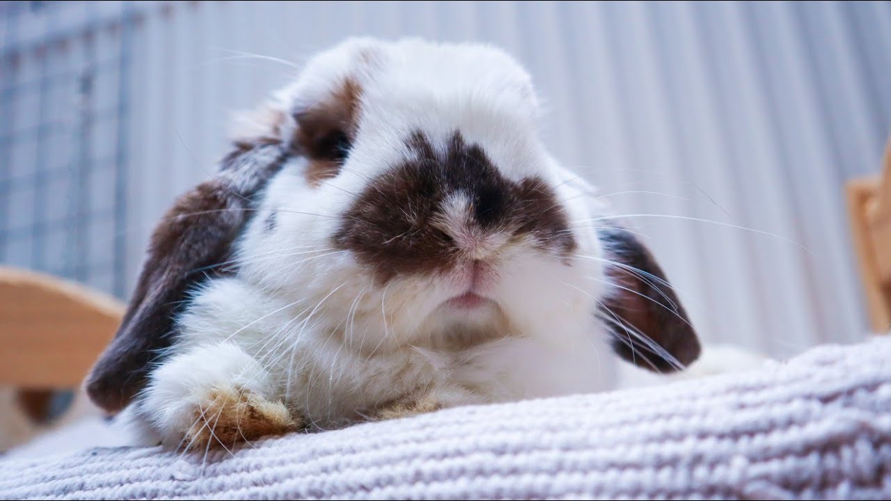 VLOG DOMOWY | 29.05.20