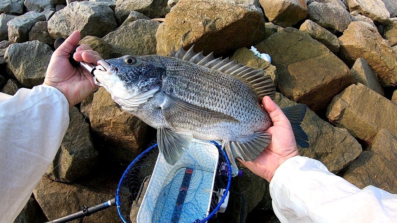 2019.04 磯釣 好High啊...45cm黑鯛@機場