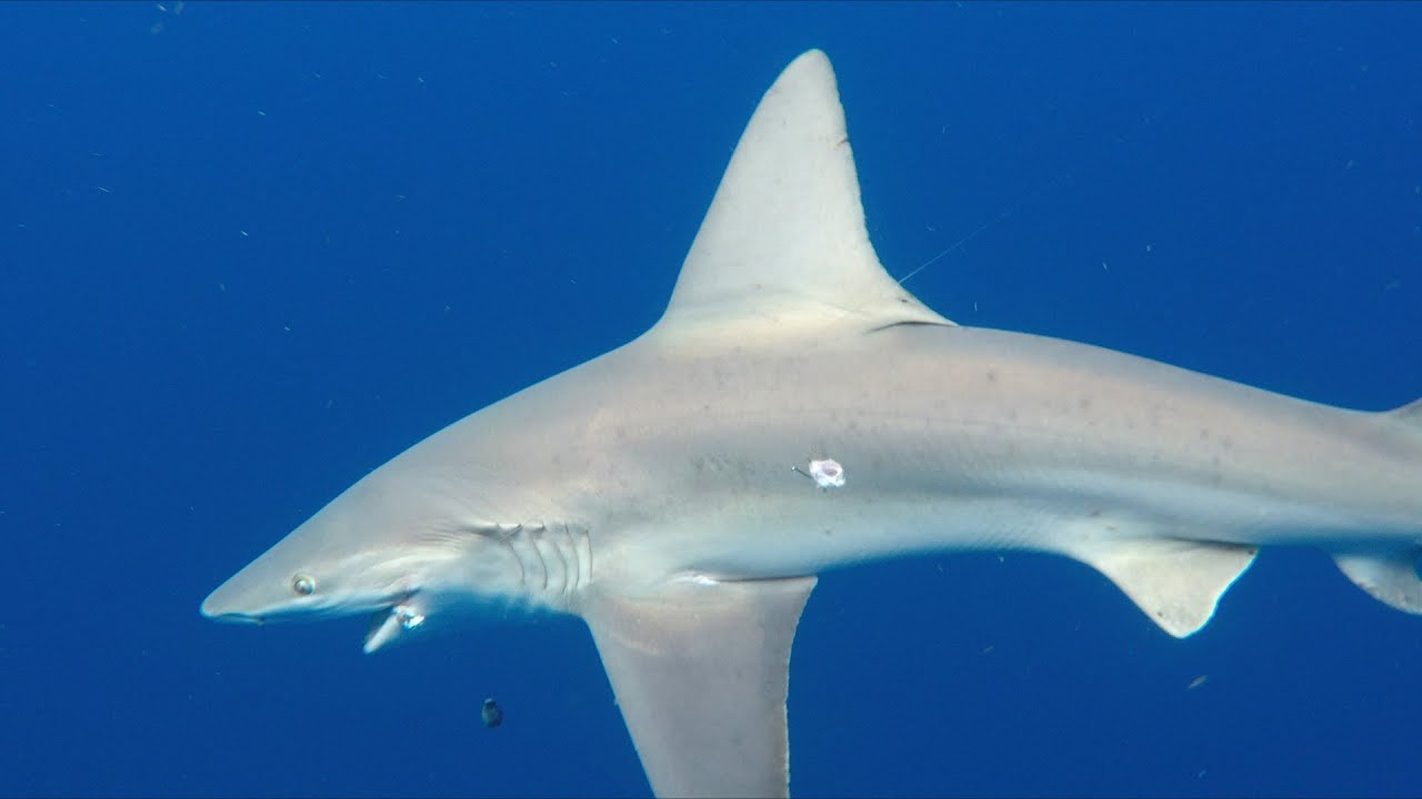 Sandbar Shark with Captain Zach Truong & Team RainShadow