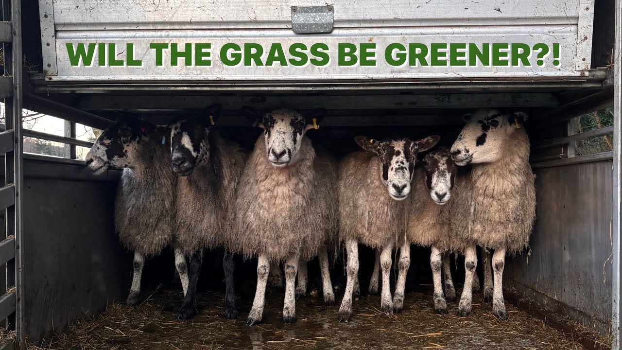 Наша ферма затоплена! Нам пришлось срочно перевезти овец!