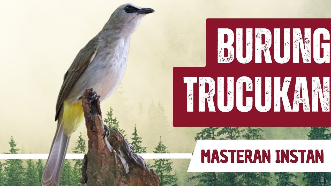 Masteran Trucukan Gacor Full Isian