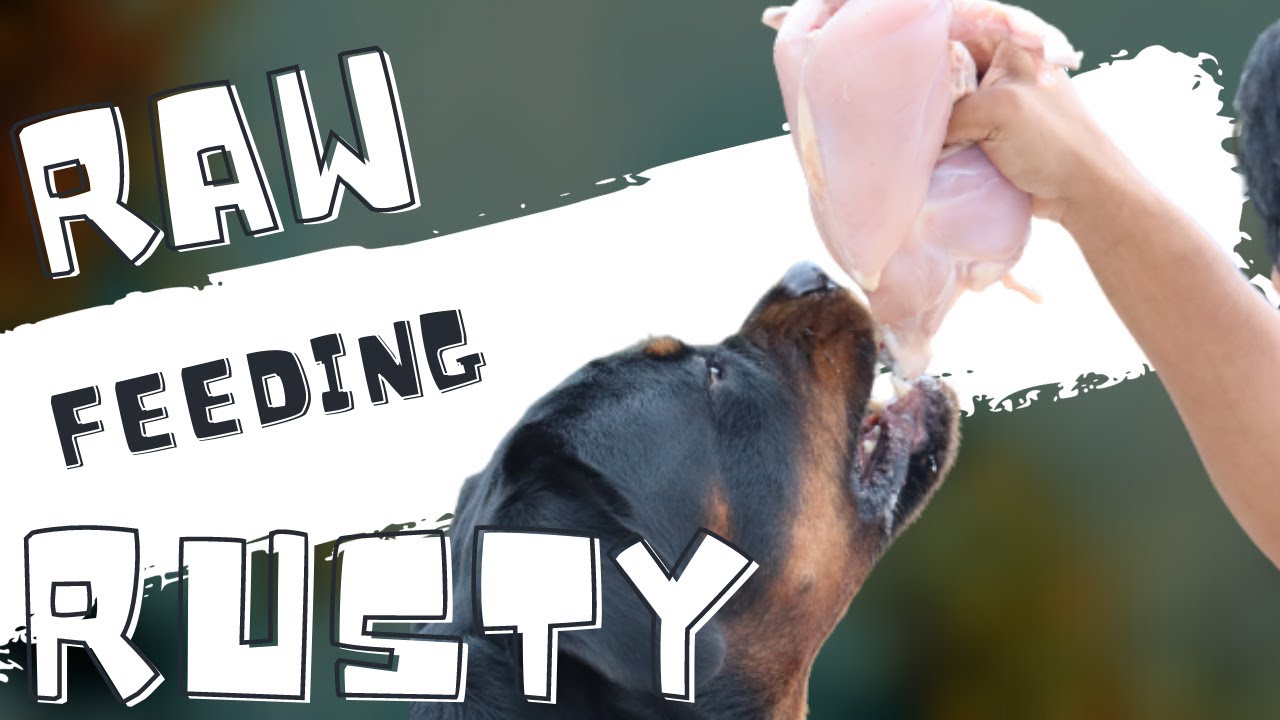 How to Raw Feed Rottweiler || Raw Feeding Dogs || Pro Tips || Chatty Rotty [IN TAMIL]