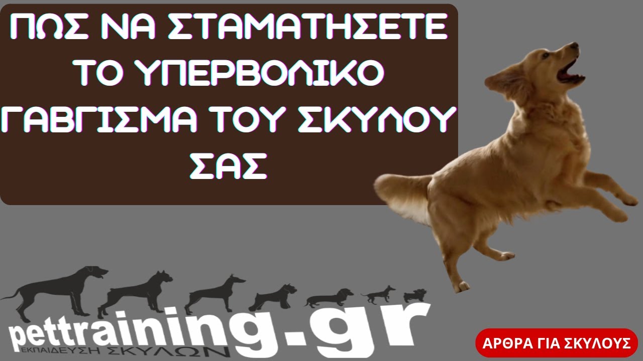 Πώς να σταματήσετε το υπερβολικό γάβγισμα του σκύλου σας