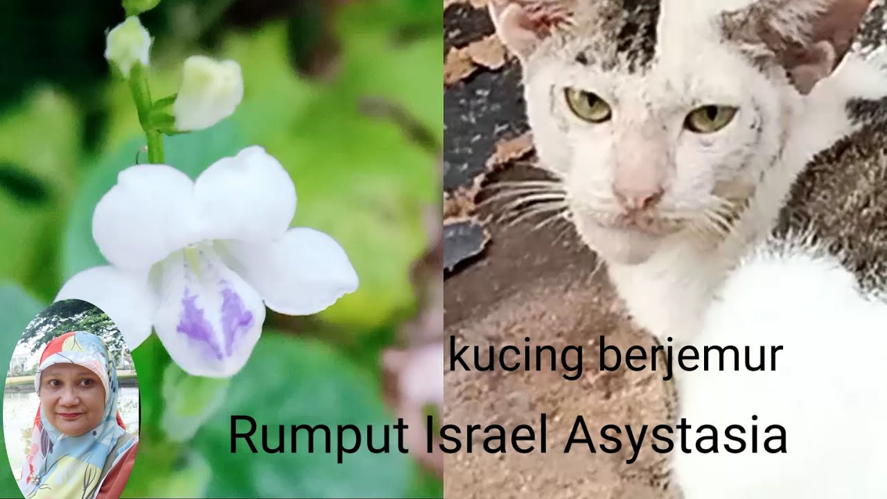 Tanaman Liar Rumput Israel  Asystasia Gangetica | Coromandel | Kucing Berjemur | Sunbathing Cats