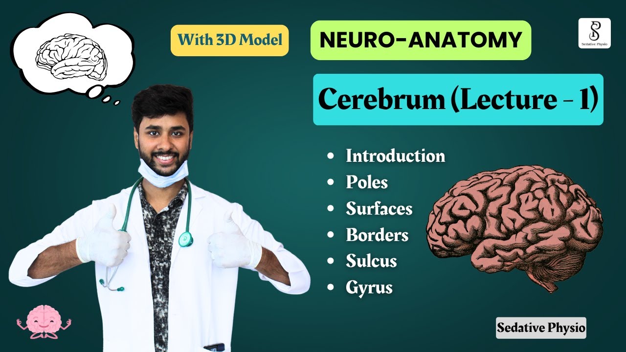Cerebrum - Surfaces, Poles, Sulcus, Gyrus | Cerebrum anatomy | Neuroanatomy