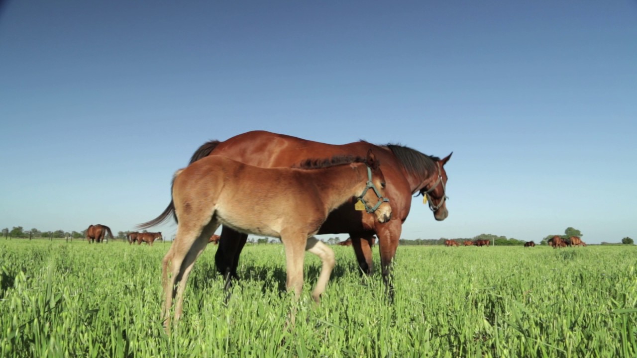 Infectious Diarrhea in Foals (Part 2 of 3)