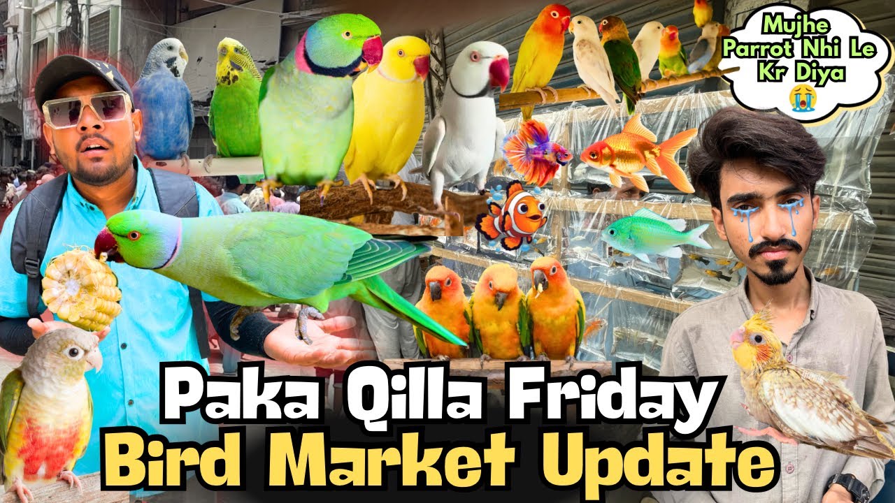 🐥 Pakka Qilla Friday Bird Market Tour | Amazing Birds & Parrots Price Update