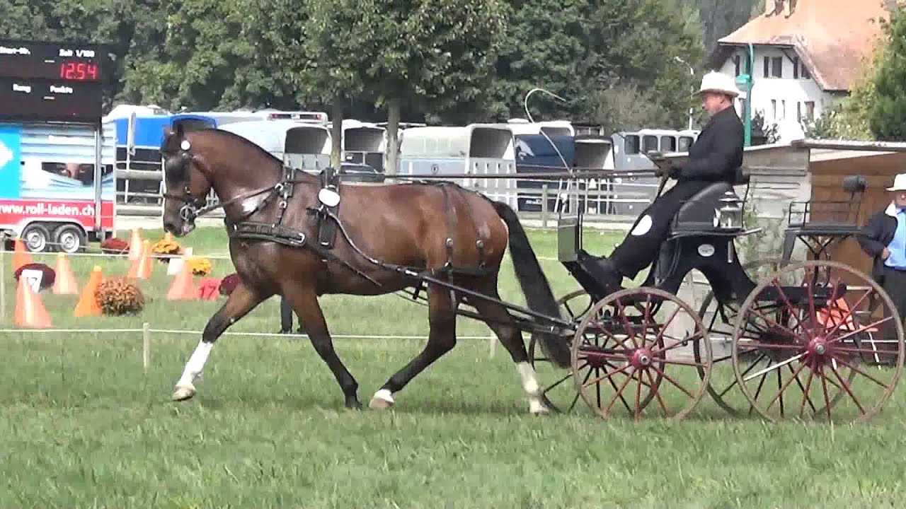 Kathriner's Freiberger am National FM in Avenches 2015