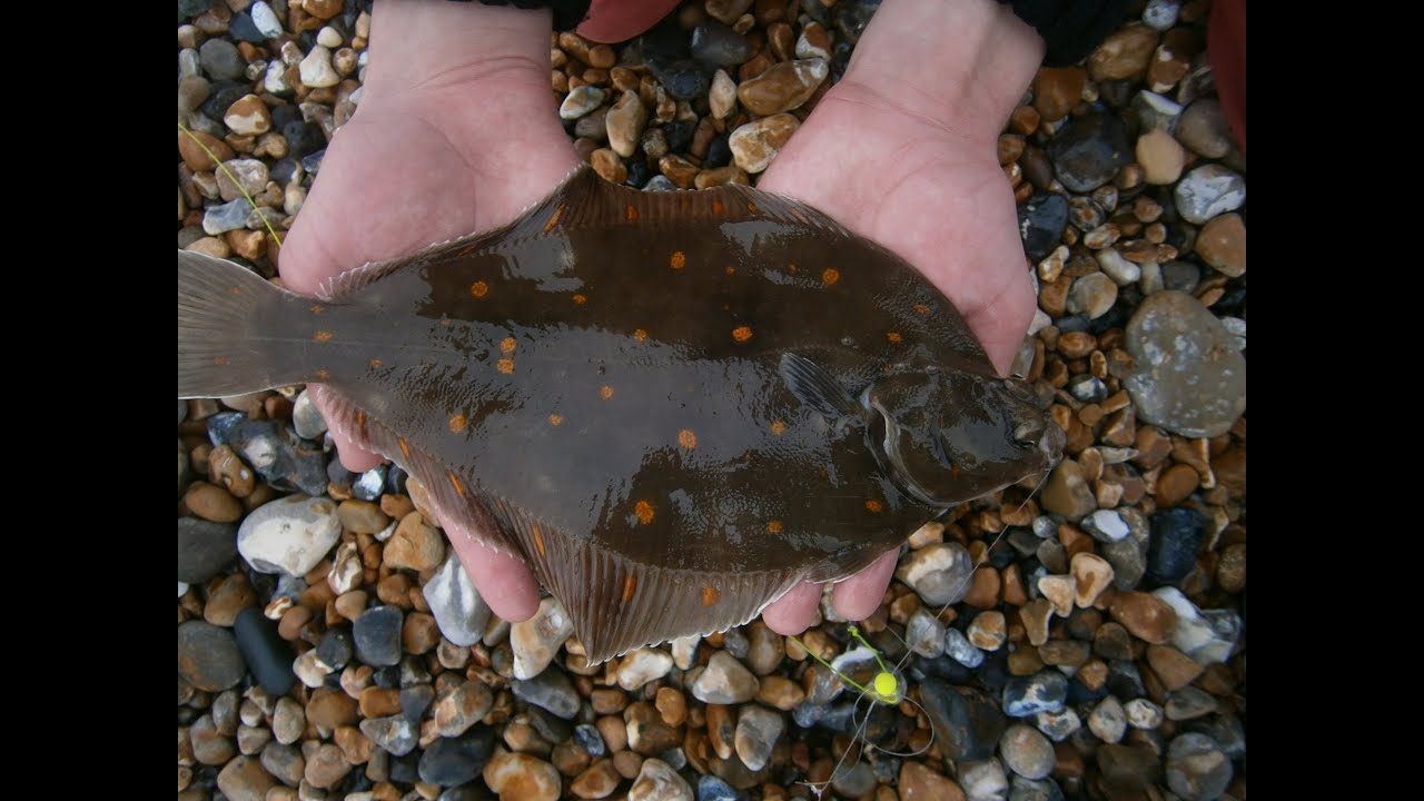 How To Catch Flatfish - East Sussex Casters