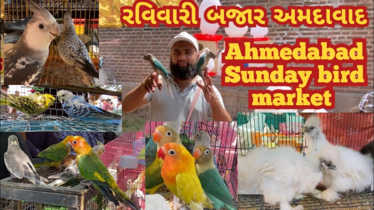 Ahmedabad Sunday birds market # India’s biggest bird market # RaviVari Bazar Bird market Ahmedabad