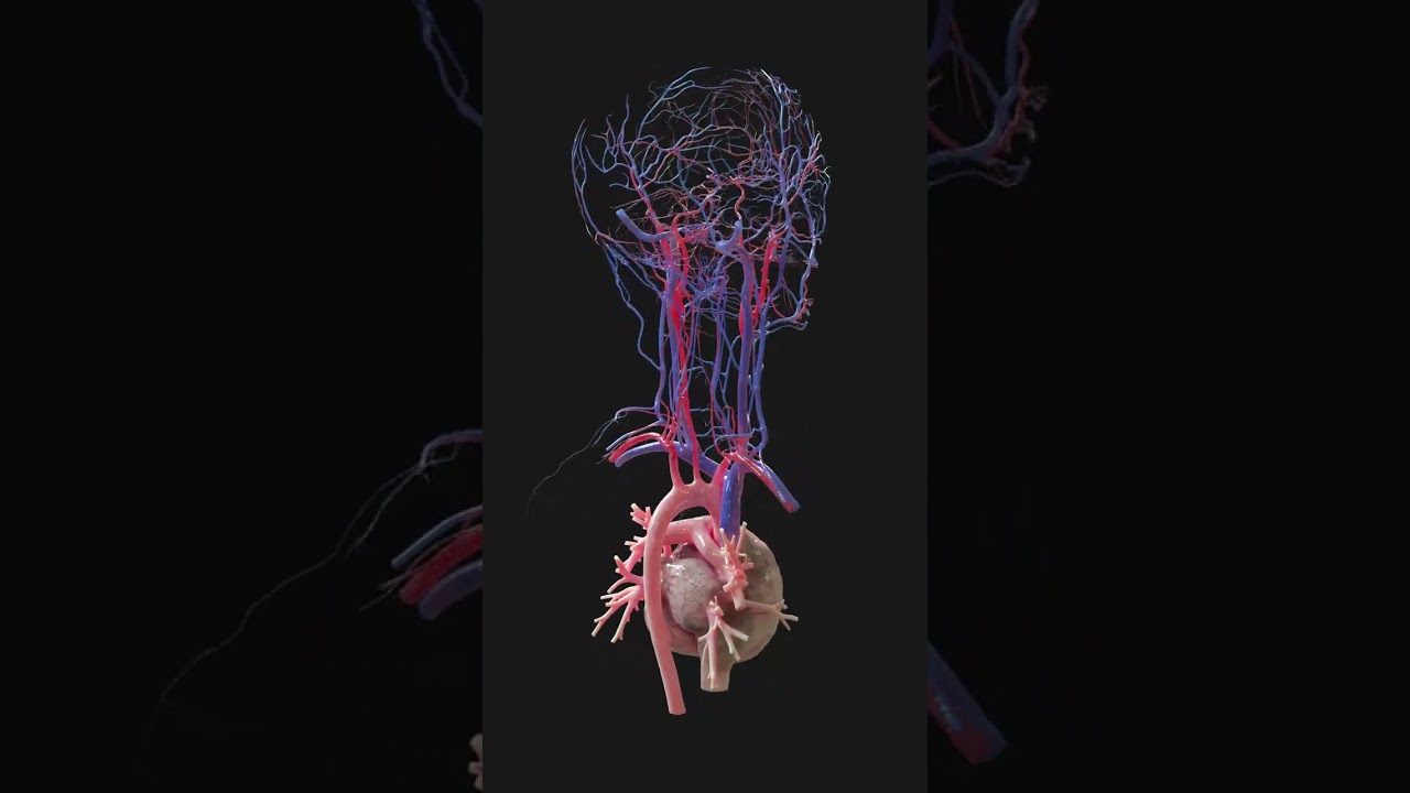 Blood vessels of the head and neck