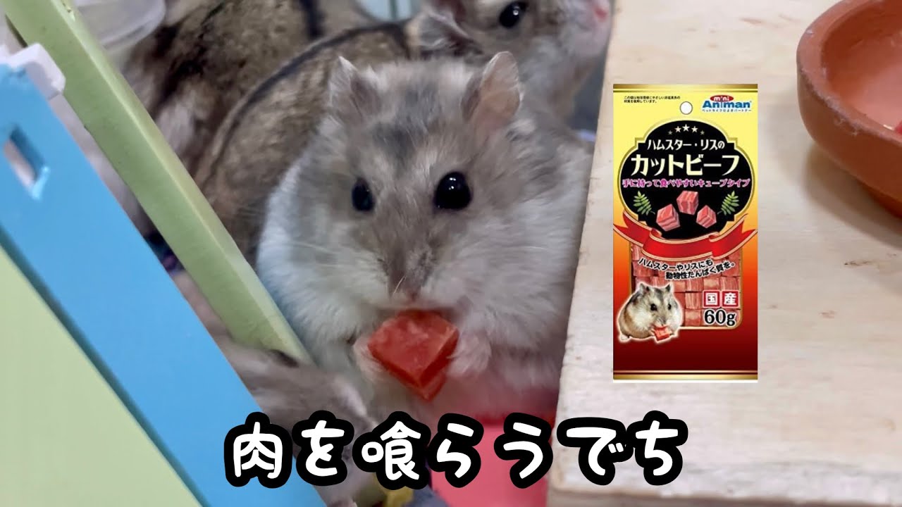 ハムスターにカットビーフを与えてみた【ジャンガリアン】