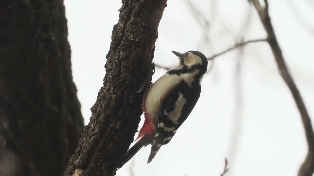 野火止用水路上のアカゲラ