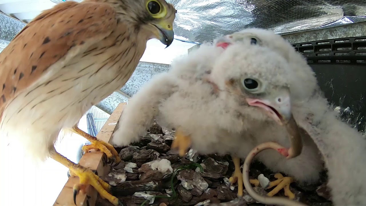 Kestrel Chicks Day 18  -  29th December 2020