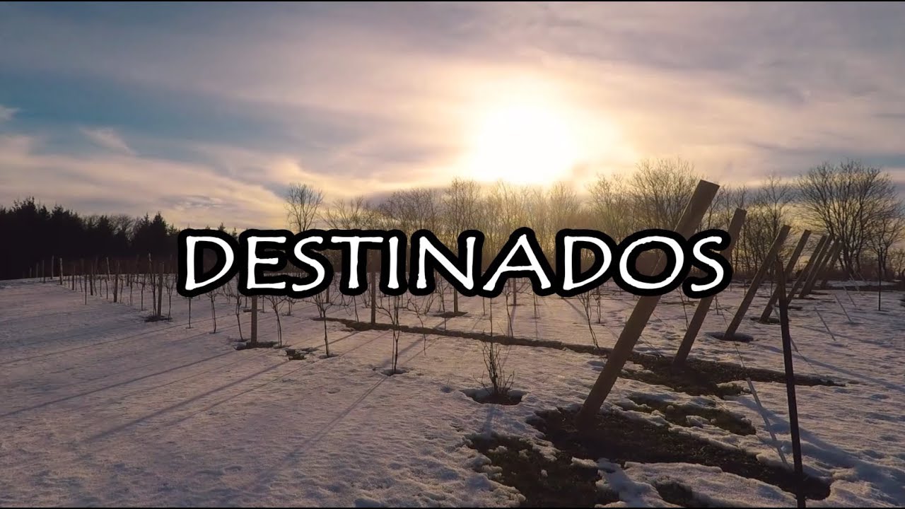 Destinados | Cuarteto Fortaleza