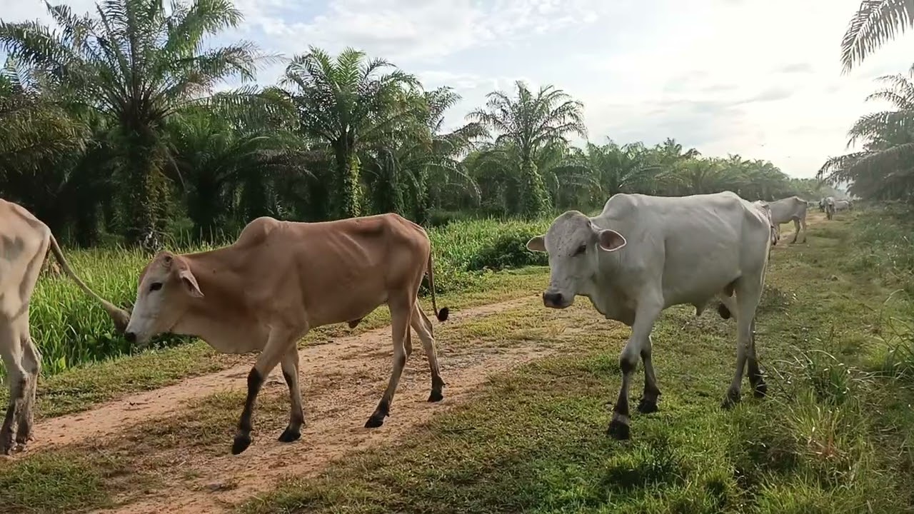 Lembu Peternak Berdasi Di Pagi Hari