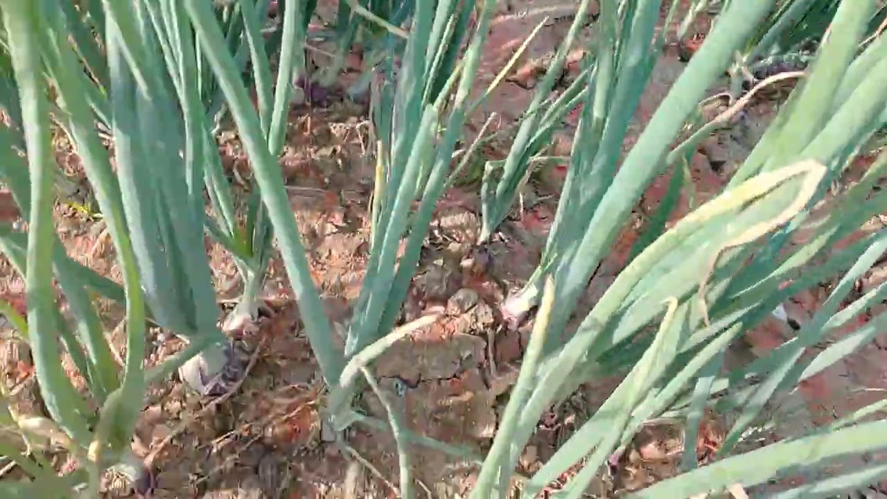 Ang resulta ng pagpapabwas sa makapal na tanim na sibuyas