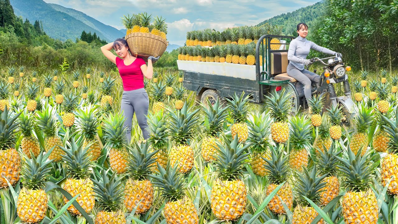 Use 3-wheeled Vehicle Harvesting Lots Of Pineapple Goes To Countryside Market Sell | Free Bushcraft