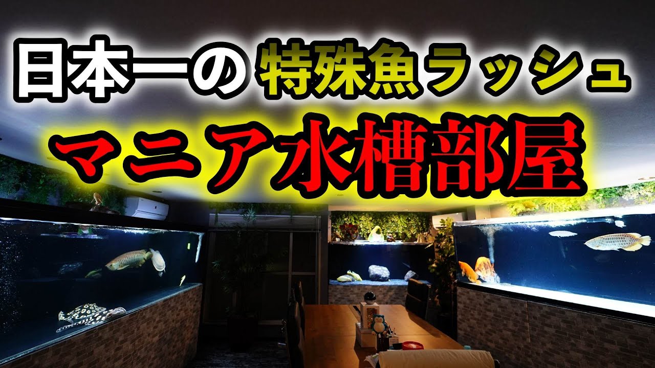 『日本TOPの特殊魚ラッシュ』SNS上で個人最高金額😳‼️『世にも珍しい超特殊アロワナ』アルビノバティック過背金龍　黄変バティック高背金龍　ダトニオ シャムタイガー乱舞🐯