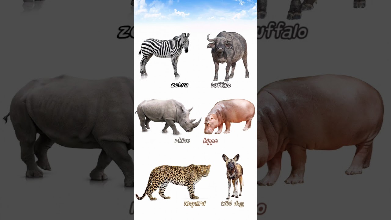 Dangerous😱 Animals👈