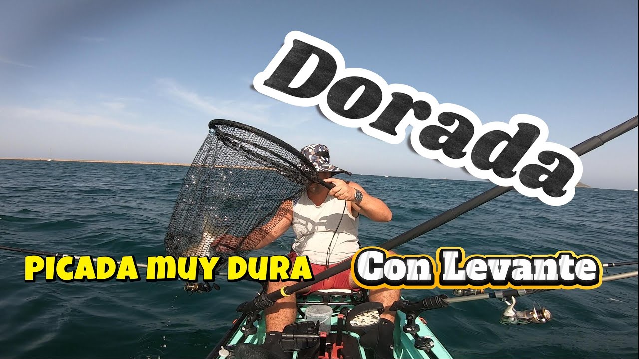 Dorada XXL Mar Menor desde Kayak