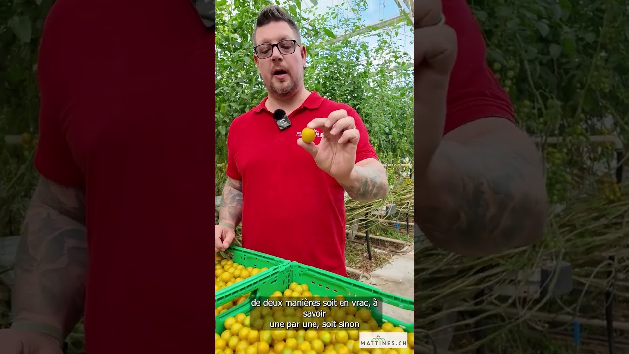 Récolte des tomates aux Mattines