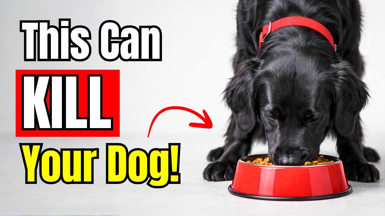 92% of Owners Do THIS When Feeding…and Dogs Suffer Silently