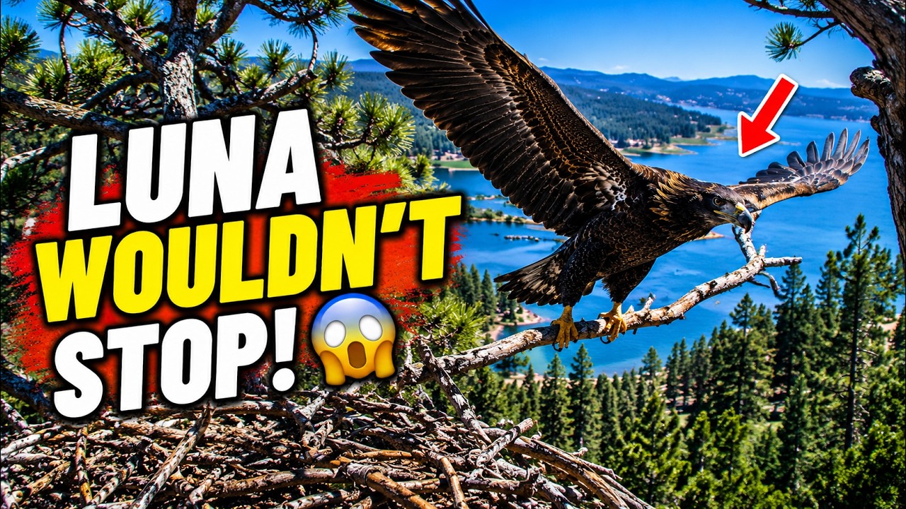 Luna Refused To Turn Back. Even After Slipping! 😳🦅 Luna Kept Fledge Hard ON FRONT PORCH Ever Before😲